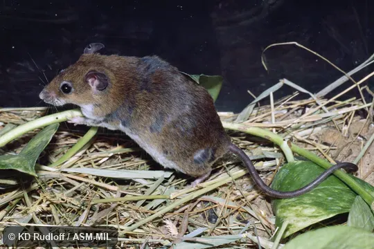 Also as Tullberg's Praomys|Tullberg's Rock Rat. Also as Tullberg's Praomys|Tullberg's Rock Rat.