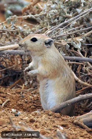 Formerly Psammomys obesus terrasanctae. Now as Psammomys obesus obesus. Formerly Psammomys obesus terrasanctae. Now as Psammomys obesus obesus.