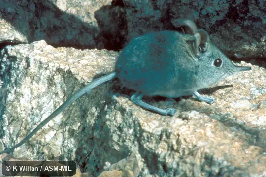 Side view. Identified by Galen Rathbun. Also as Eastern Rock Elephant-shrew|Transvaal Sengi|Transvaal Elephant-shrew. Side view. Identified by Galen Rathbun. Also as Eastern Rock Elephant-shrew|Transvaal Sengi|Transvaal Elephant-shrew.