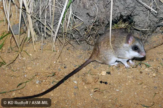 Also as Loring's Thallomys. Also as Loring's Thallomys.