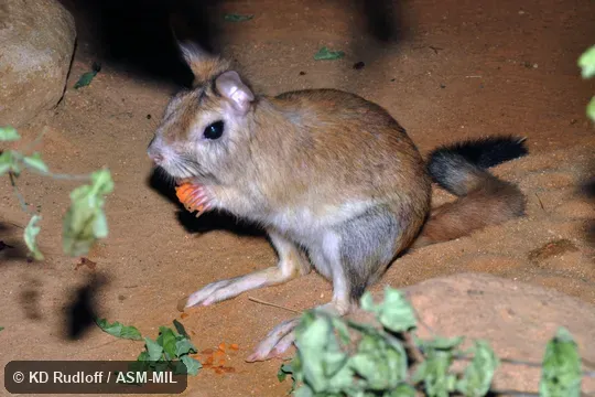 Also as East African Springhaas|East African Spring Hare. Also as East African Springhaas|East African Spring Hare.