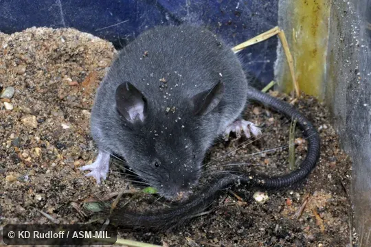 Formerly as Typhlomys cinereus. Also as Chapa Pygmy Dormouse|Vietnamese Pygmy Dormouse. Formerly as Typhlomys cinereus. Also as Chapa Pygmy Dormouse|Vietnamese Pygmy Dormouse.
