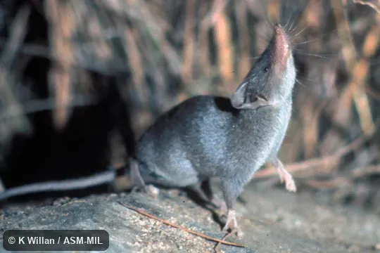 Side view. Formerly Soricomorpha. Also as Reddish-gray Musk Shrew. Side view. Formerly Soricomorpha. Also as Reddish-gray Musk Shrew.