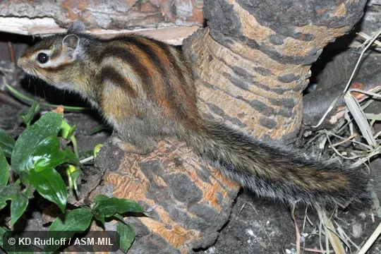 Formerly Tamias sibiricus. Formerly Tamias sibiricus.