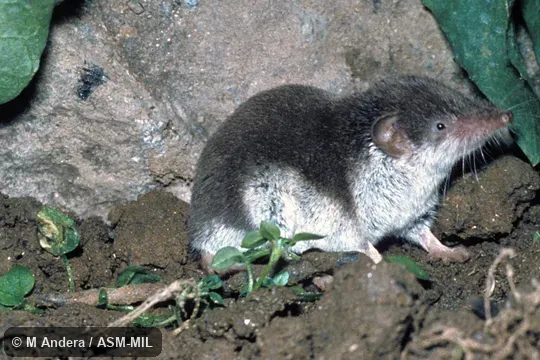 Side view. Formerly Soricomorpha. Also as Bicolored Shrew. Side view. Formerly Soricomorpha. Also as Bicolored Shrew.