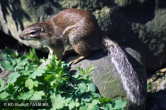 Formerly Xerus erythropus. Also as Geoffroy's Ground Squirrel|West African Ground Squirrel. Formerly Xerus erythropus. Also as Geoffroy's Ground Squirrel|West African Ground Squirrel.