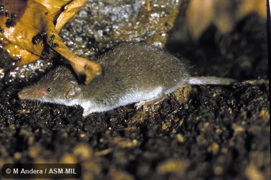 Side view. Formerly Soricomorpha. Also as Lesser Shrew. Side view. Formerly Soricomorpha. Also as Lesser Shrew.