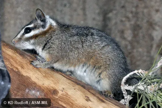 Formerly Tamias dorsalis. Formerly Tamias dorsalis.