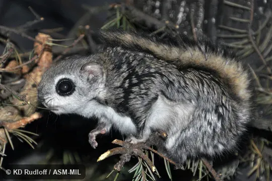 Also as Russian Flying Squirrel. Also as Russian Flying Squirrel.
