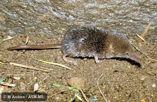 Side view. Formerly Soricomorpha. Side view. Formerly Soricomorpha.
