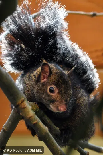 Also as Echinosciurus yucatanensis. Also as Echinosciurus yucatanensis.