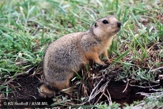 Also as Long-toothed Ground Squirrel|Long-toothed Souslik. Also as Long-toothed Ground Squirrel|Long-toothed Souslik.