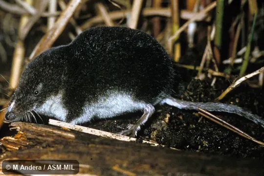 Side view. Formerly Soricomorpha. Also as Mediterranean Water Shrew|Miller's Water Shrew|Southern Water Shrew. Side view. Formerly Soricomorpha. Also as Mediterranean Water Shrew|Miller's Water Shrew|Southern Water Shrew.