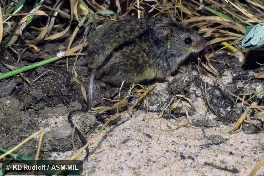 Formerly in Dipodidae Formerly in Dipodidae