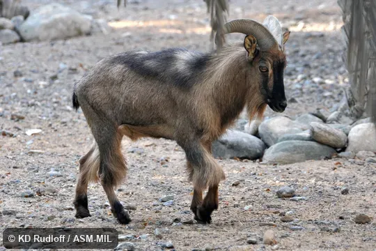 Formerly as Hemitragus jayakari. Formerly as Hemitragus jayakari.