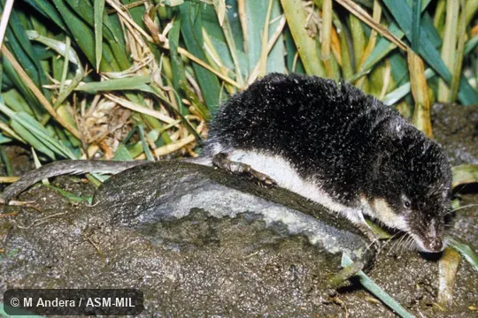 Side view. Formerly Soricomorpha. Also as Northern Water Shrew|Water Shrew. Side view. Formerly Soricomorpha. Also as Northern Water Shrew|Water Shrew.