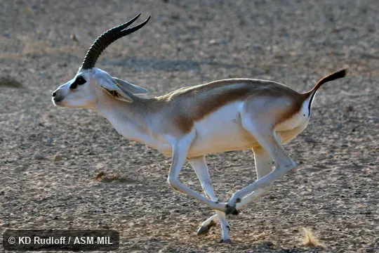 Formerly Gazella subgutturosa marica, Goitered Gazelle. Also as Arabian Sand Gazelle. Formerly Gazella subgutturosa marica, Goitered Gazelle. Also as Arabian Sand Gazelle.