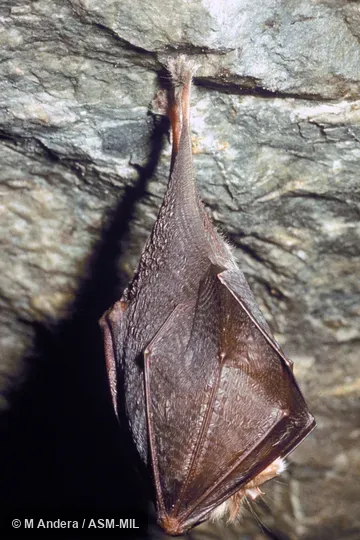 Side view, animal hanging in cave Side view, animal hanging in cave