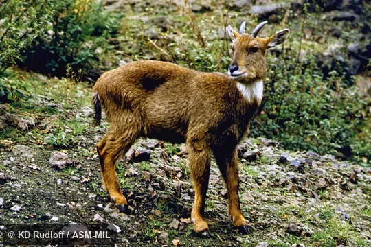 Naemorhedus goral hodgsoni. Also as Nemorhaedus goral. Also as Himalayan Brown Goral|Brown Goral. Naemorhedus goral hodgsoni. Also as Nemorhaedus goral. Also as Himalayan Brown Goral|Brown Goral.