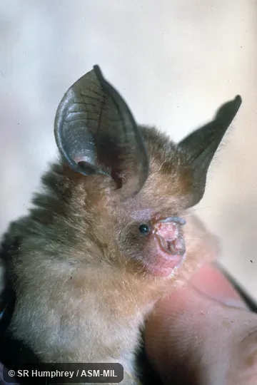 Close-up of head, oblique view. Hipposideros bicolor atrox. Also as Bicolored Leaf-nosed Bat. Close-up of head, oblique view. Hipposideros bicolor atrox. Also as Bicolored Leaf-nosed Bat.