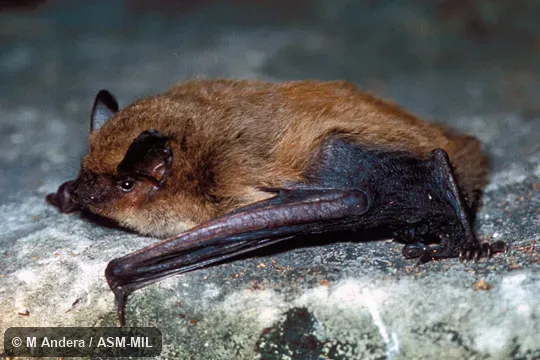 Side view. Also as Kuhl's Bat|Kuhl's Pipistrelle Bat|Great Pipistrelle|White Stripe Bat. Side view. Also as Kuhl's Bat|Kuhl's Pipistrelle Bat|Great Pipistrelle|White Stripe Bat.