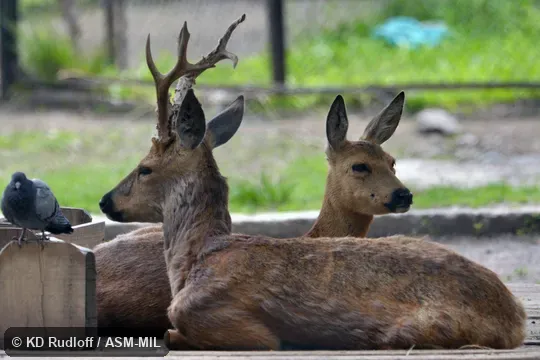 Also as Siberian Roe Deer. Also as Siberian Roe Deer.