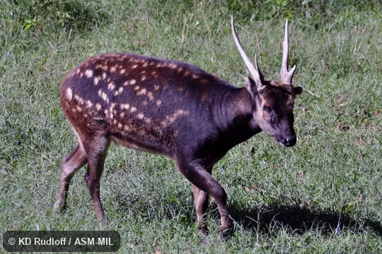 Also as Cervus alfredi. Also as Prince Alfred's Sambar|Visayan Spotted Deer. Also as Cervus alfredi. Also as Prince Alfred's Sambar|Visayan Spotted Deer.