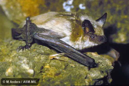 Side view. Formerly Eptesicus bottae ognevi, Botta's Serotine, and then Eptesicus ognevi. Side view. Formerly Eptesicus bottae ognevi, Botta's Serotine, and then Eptesicus ognevi.