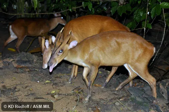 Also as Sunda Red Muntjac. Also as Sunda Red Muntjac.