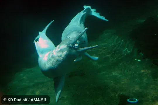 Formerly in order Cetacea. Also as Boto|Bufeo|Pink River Dolphin. Formerly in order Cetacea. Also as Boto|Bufeo|Pink River Dolphin.