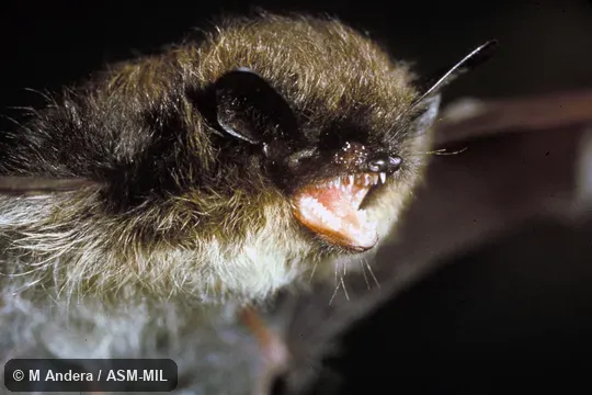 Myotis mystacinus mystacinus. Close-up of head, oblique view. Also as Common Whiskered Bat|Whiskered Bat|Whiskered Myotis. Myotis mystacinus mystacinus. Close-up of head, oblique view. Also as Common Whiskered Bat|Whiskered Bat|Whiskered Myotis.