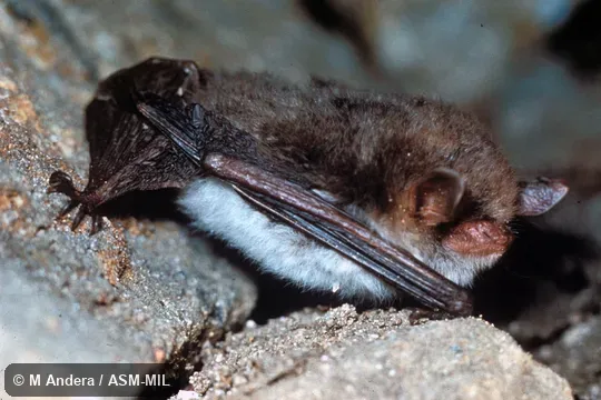 Lateral view of resting bat, showing hind foot. Also as Natterer's Bat. Lateral view of resting bat, showing hind foot. Also as Natterer's Bat.