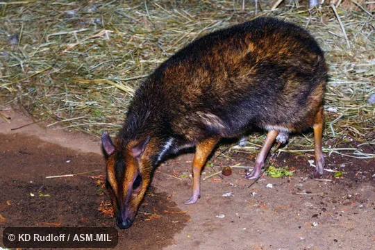 Also as Philippine Mouse-deer|Pilandok. Also as Philippine Mouse-deer|Pilandok.