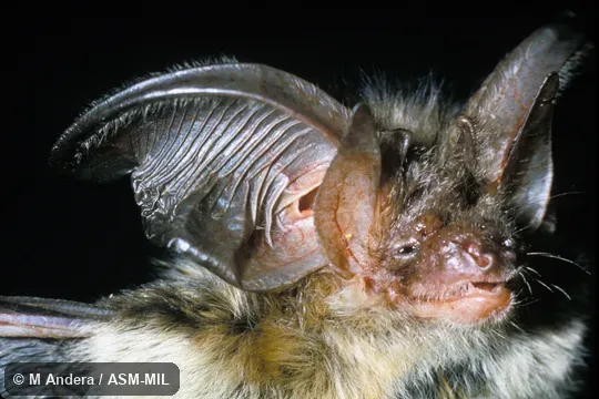 Close-up of head, oblique view, showing ears. Also as Brown Big-eared Bat|Common Long-eared Bat. Close-up of head, oblique view, showing ears. Also as Brown Big-eared Bat|Common Long-eared Bat.