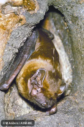 Close-up view of bat in tree cavity. Also as Noctule|Noctule Bat. Close-up view of bat in tree cavity. Also as Noctule|Noctule Bat.