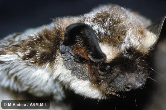 Close-up of head, oblique view. Also as Particolored Bat. Close-up of head, oblique view. Also as Particolored Bat.