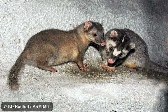 Also as Chinese Ferret-badger. Also as Chinese Ferret-badger.