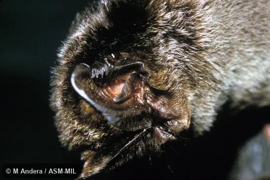 Close-up of head, oblique view. Also as Barbastelle. Close-up of head, oblique view. Also as Barbastelle.