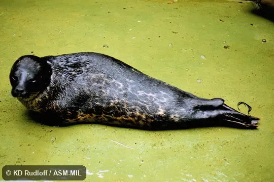 Pusa hispida botnica. Also as Fjord Seal|Jar Seal|Arctic Ringed Seal|Baltic Sea Ringed Seal. Pusa hispida botnica. Also as Fjord Seal|Jar Seal|Arctic Ringed Seal|Baltic Sea Ringed Seal.