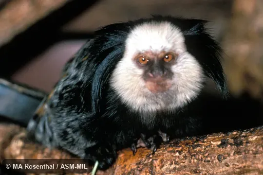 Front view. Also as White-faced Marmoset|White-headed Marmoset. Formerly Cebidae (Callitrichinae). Front view. Also as White-faced Marmoset|White-headed Marmoset. Formerly Cebidae (Callitrichinae).