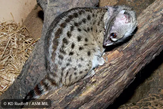 Also as Thierry's Genet|Villiers's Genet. Also as Thierry's Genet|Villiers's Genet.
