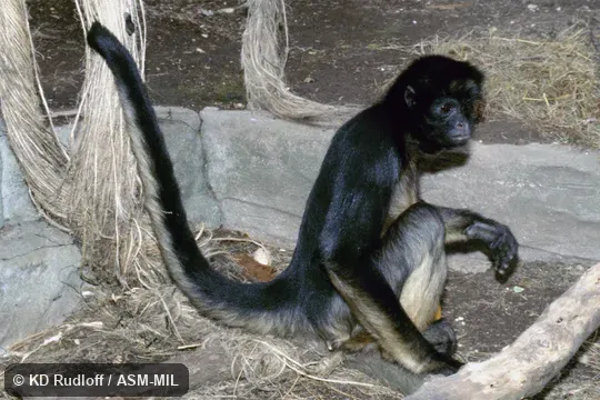Also as Long-haired Spider Monkey|White-bellied Spider Monkey. Also as Long-haired Spider Monkey|White-bellied Spider Monkey.