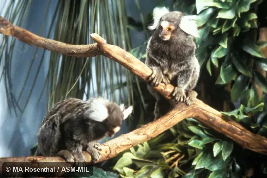 Two animals. Also as White-tufted-ear Marmoset. Formerly Cebidae (Callitrichinae). Two animals. Also as White-tufted-ear Marmoset. Formerly Cebidae (Callitrichinae).
