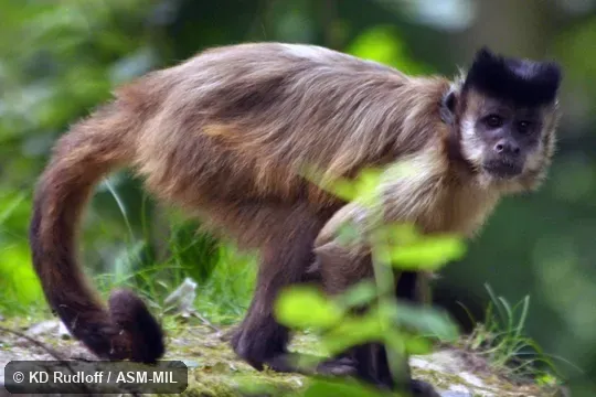Formerly as Cebus libidinosus. Also as Black-striped Capuchin. Formerly as Cebus libidinosus. Also as Black-striped Capuchin.