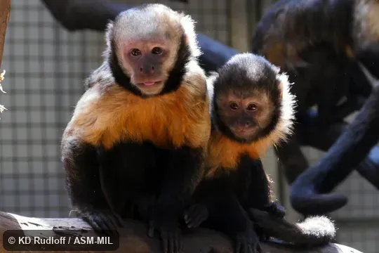 Formerly Cebus xanthosternos. Also as Buff-headed Capuchin|Golden-bellied Capuchin|Smooth-headed Capuchin. Formerly Cebus xanthosternos. Also as Buff-headed Capuchin|Golden-bellied Capuchin|Smooth-headed Capuchin.