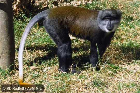 Formerly Cercopithecus solatus. Also as Sun-tailed Guenon. Formerly Cercopithecus solatus. Also as Sun-tailed Guenon.