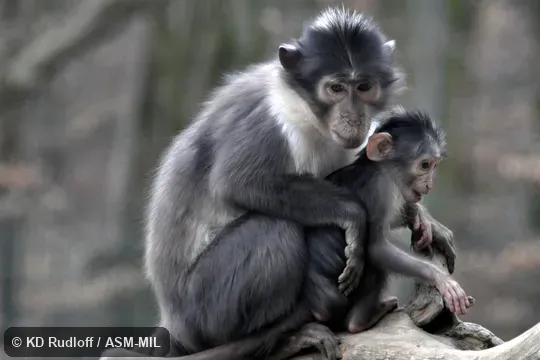 Formerly Cercocebus atys lunulatus. Also as Crescent-naped Mangabey|White-collared Mangabey|White-crowned Mangabey. Formerly Cercocebus atys lunulatus. Also as Crescent-naped Mangabey|White-collared Mangabey|White-crowned Mangabey.