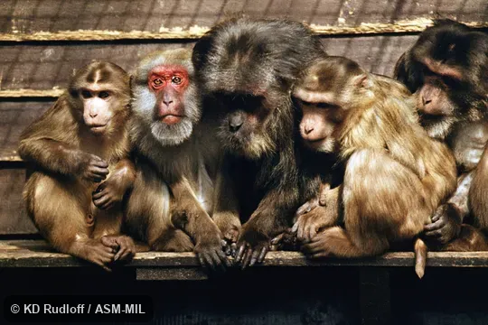 Same as 5224. Mixed group with Macaca arctoides. Also as Assam Macaque. Same as 5224. Mixed group with Macaca arctoides. Also as Assam Macaque.