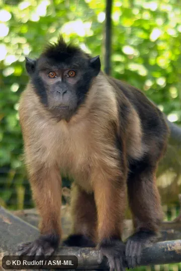 Also as Mentawai Macaque|Pagai Island Macaque. Also as Mentawai Macaque|Pagai Island Macaque.