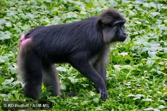Also as Tonkean Black Macaque. Also as Tonkean Black Macaque.